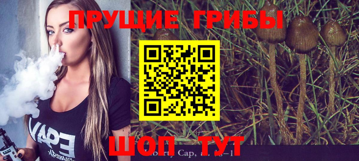 Псилоцибиновые грибы Psilocybe Новоалександровск